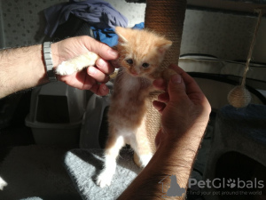 Photo №3. Maine Coon kittens for adoption. Germany