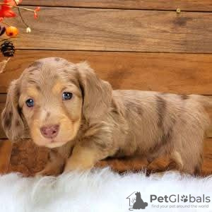 Photo №1. dachshund - for sale in the city of Narvik | 528$ | Announcement № 126714