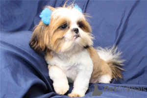 Photo №1. shih tzu - for sale in the city of North Athens Regional Unit | negotiated | Announcement № 170475