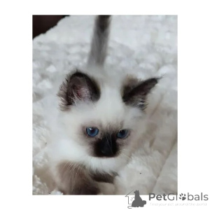 Photo №1. bengal cat - for sale in the city of Burg | 361$ | Announcement № 176679