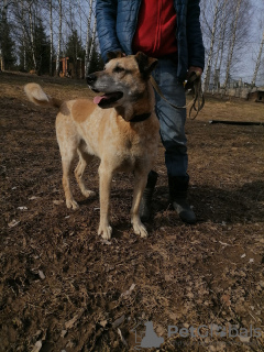 Photo №4. I will sell non-pedigree dogs in the city of Pushkino. private announcement - price - Is free