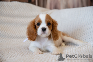 Additional photos: Puppies Cavalier King Charles Spaniel