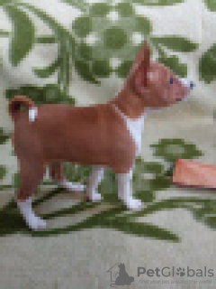 Photo №2 to announcement № 41017 for the sale of basenji - buy in Latvia breeder