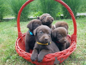 Photo №3. Brown Labrador. Serbia