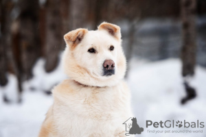 Photo №2 to announcement № 49545 for the sale of non-pedigree dogs - buy in Russian Federation private announcement