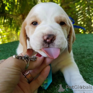 Photo №3. Two beautiful beagle puppies for sale. Germany