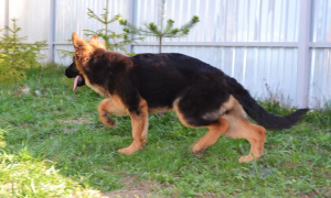 Photo №3. Certified kennel German shepherd system RKF Champion offers for sale a female. Russian Federation