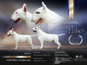 Photo №1. bull terrier - for sale in the city of Bachka-Palanka | negotiated | Announcement № 166389