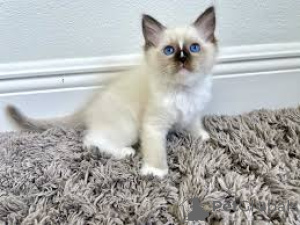 Photo №1. balinese cat - for sale in the city of Brussels | 516$ | Announcement № 165841