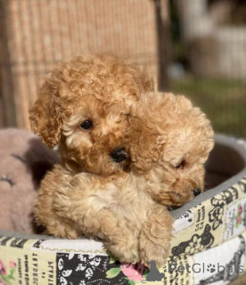 Photo №2 to announcement № 137508 for the sale of poodle (toy) - buy in Switzerland 