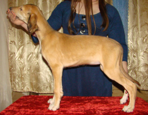 Photo №1. saluki - for sale in the city of Eyes | 1$ | Announcement № 4375