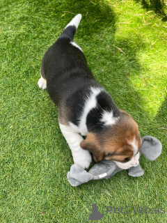 Photo №4. I will sell german spitz in the city of Los Angeles. private announcement - price - 543$