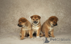 Photo №1. shiba inu - for sale in the city of Tula | 781$ | Announcement № 45758