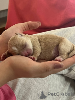 Photo №3. I sell puppies to Maltipa (boys and one girl) write I will send you new pictures. Uzbekistan