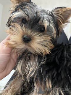 Photo №4. I will sell yorkshire terrier in the city of Belgrade.  - price - negotiated
