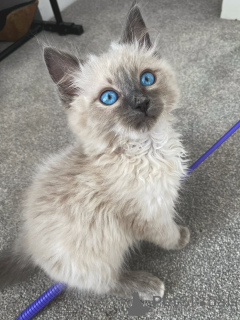 Photo №1. ragdoll - for sale in the city of Zossen | negotiated | Announcement № 159068