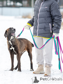 Photo №4. I will sell non-pedigree dogs in the city of Moskova. private announcement - price - Is free