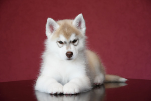 Photo №4. I will sell siberian husky in the city of Апшеронск. from nursery - price - 436$