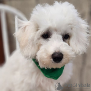 Photo №4. I will sell bichon frise in the city of Bogotá. private announcement - price - 150$