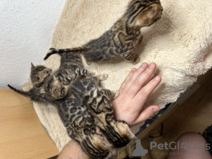 Photo №4. I will sell bengal cat in the city of Стамбул. private announcement, from nursery, breeder - price - 1585$