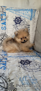 Photo №2 to announcement № 46381 for the sale of pomeranian - buy in Belarus private announcement