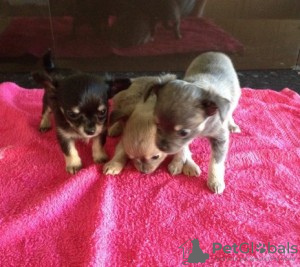 Photo №1. chihuahua - for sale in the city of Barcelona | 32$ | Announcement № 122751