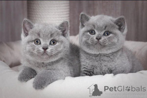 Photo №1. british shorthair - for sale in the city of Reine | 413$ | Announcement № 172102