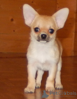 Photo №4. I will sell chihuahua in the city of Chelyabinsk. breeder - price - 324$