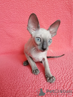 Photo №1. cornish rex - for sale in the city of Мюнхенбернсдорф | 260$ | Announcement № 30004