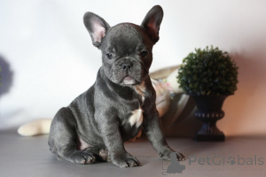 Photo №1. french bulldog - for sale in the city of Toronto | 400$ | Announcement № 159470