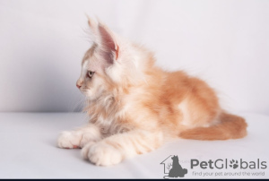 Additional photos: Maine Coon Cattery offers kittens of different ages