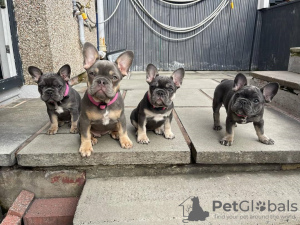 Photo №2 to announcement № 38280 for the sale of french bulldog - buy in Austria private announcement