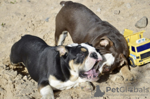 Additional photos: English bulldog puppies