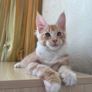 Photo №2 to announcement № 3689 for the sale of maine coon - buy in Montenegro from nursery, breeder