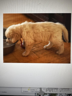 Photo №2 to announcement № 142638 for the sale of golden retriever - buy in Serbia 