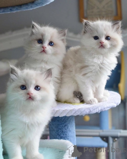 Photo №2 to announcement № 161557 for the sale of ragdoll - buy in Finland private announcement