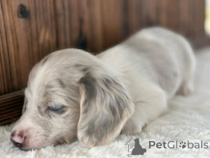 Photo №2 to announcement № 162955 for the sale of dachshund - buy in United States breeder