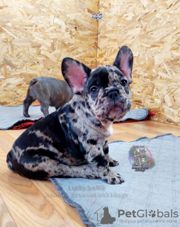 Photo №1. french bulldog - for sale in the city of St. Petersburg | 2000$ | Announcement № 34712