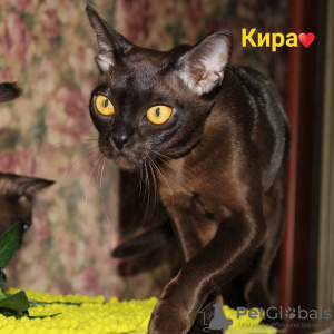 Photo №2 to announcement № 24283 for the sale of burmese cat - buy in Russian Federation from nursery