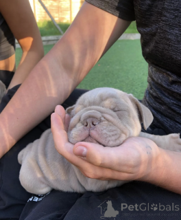 Photo №4. I will sell english bulldog in the city of Rome. private announcement - price - 2353$