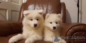 Photo №4. I will sell samoyed dog in the city of Kiev.  - price - 450$