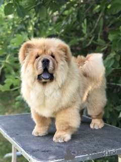 Photo №4. I will sell chow chow in the city of Belgrade. breeder - price - negotiated