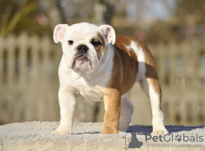 Photo №2 to announcement № 40029 for the sale of english bulldog - buy in Estonia from nursery