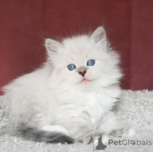 Photo №1. siberian cat - for sale in the city of Jesteburg | Is free | Announcement № 176691