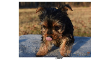 Photo №3. Teddy Bear Yorkie Puppies Ready for New Family... United Arab Emirates