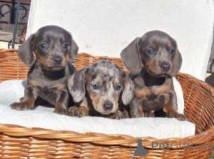Photo №4. I will sell dachshund in the city of Kikinda.  - price - negotiated