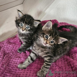 Photo №1. norwegian forest cat - for sale in the city of Mainz-Bingen | 361$ | Announcement № 177039