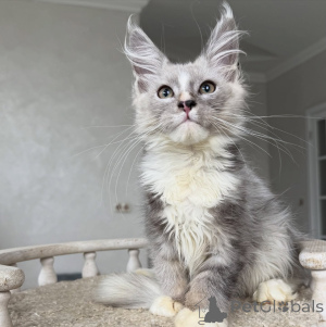 Photo №2 to announcement № 154635 for the sale of maine coon - buy in Germany breeder