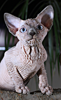 Photo №2 to announcement № 11053 for the sale of sphynx-katze - buy in Ukraine from nursery, breeder