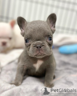Photo №1. french bulldog - for sale in the city of Graz | negotiated | Announcement № 53350